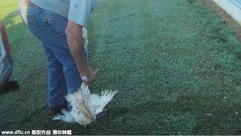 超人被虐鸡视频大全,超人虐鸡视频大全，惊悚瞬间大盘点