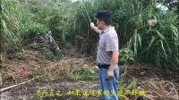 张子诚阳宅视频,家居风水布局与运势提升之道