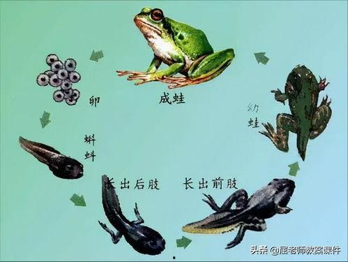小蝌蚪成长视频,从卵到青蛙的蜕变之旅