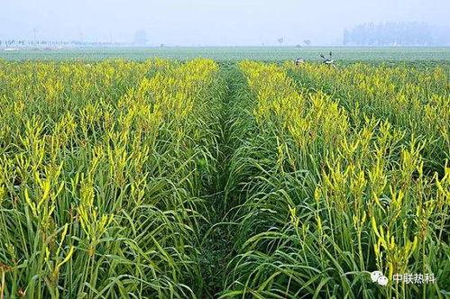 回春草种植技术视频,轻松掌握高效种植秘诀