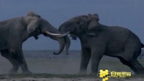 大象放屁视频,揭秘动物界的“绿色环保”现象